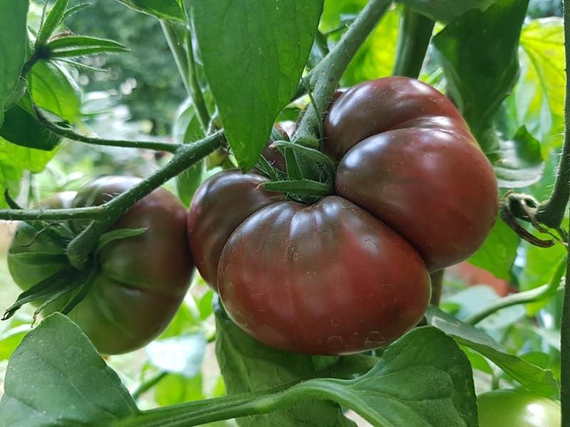 Black Krim