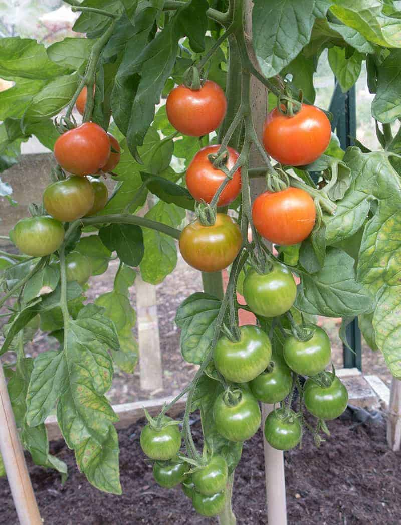 Gardeners' Delight