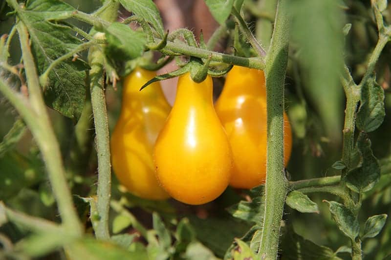 Yellow Pear