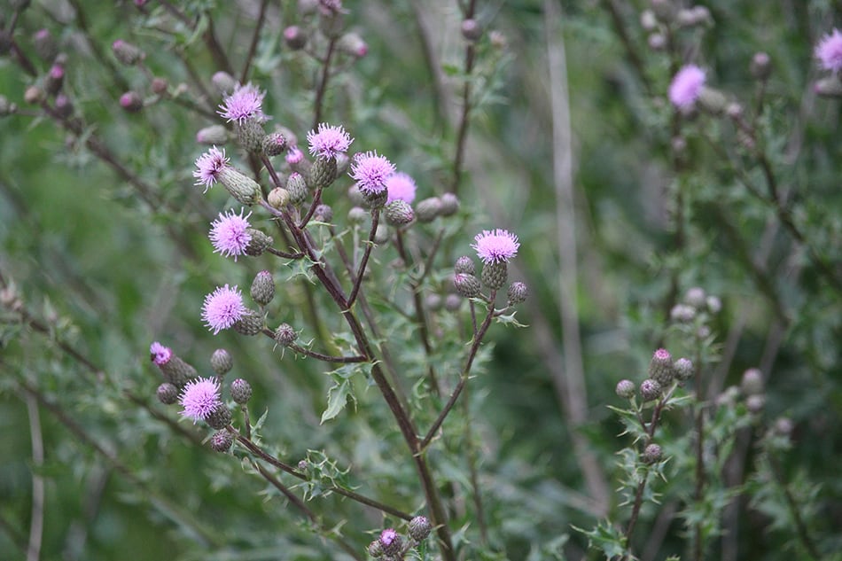 Canada Thistle
