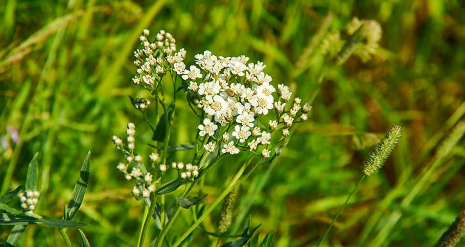Shepherd’s Purse
