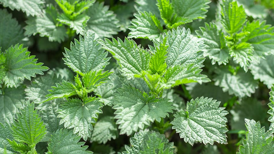 Stinging Nettle