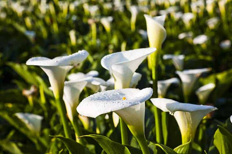 Calla Lily