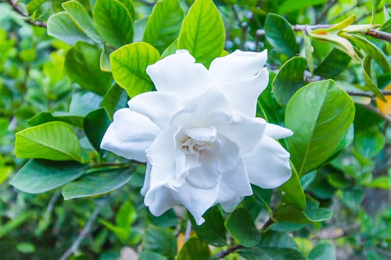 Cape Jasmine