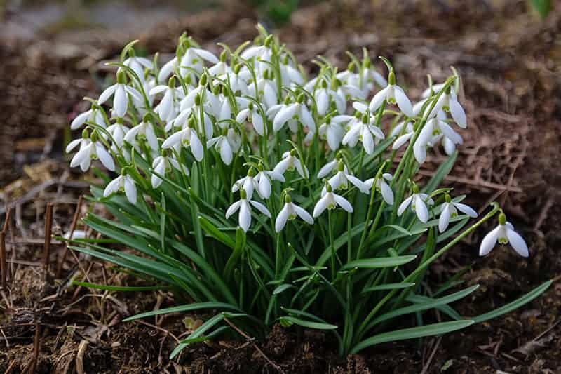 Common Snowdrop