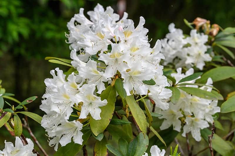 Rhododendron