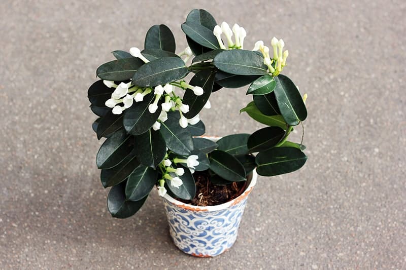 Stephanotis