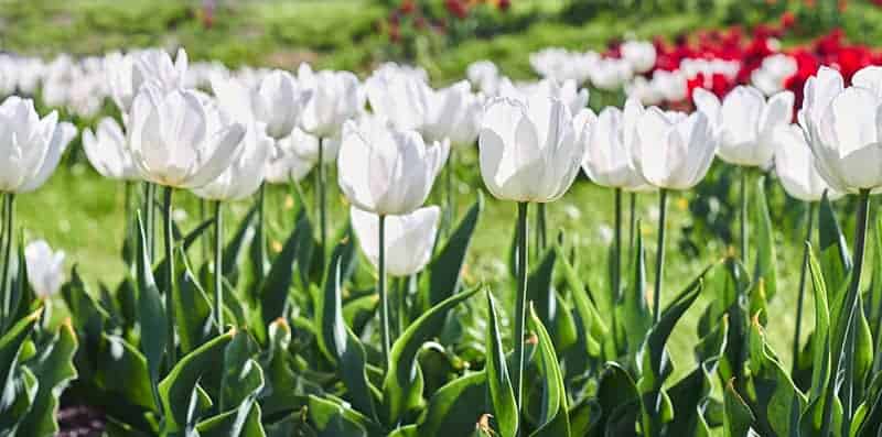 Tulip