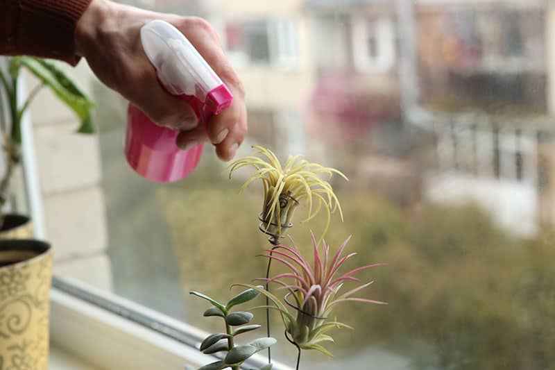 Watering air plant Tillandsia