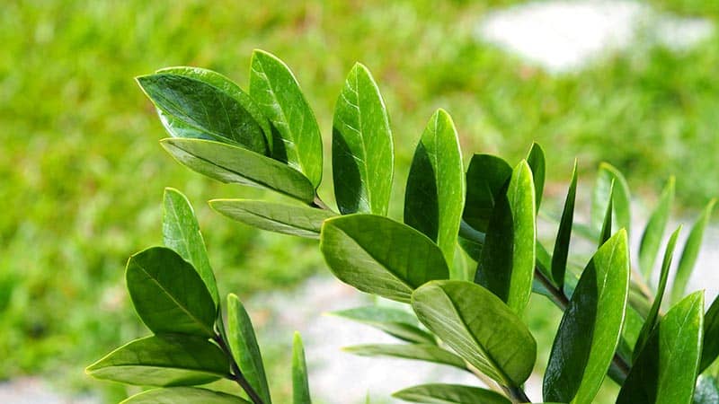 ZZ Plant Close Up