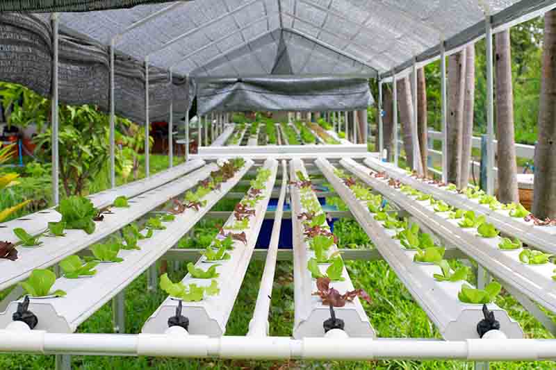 free download hydroponics gardening free download hydroponics gardening