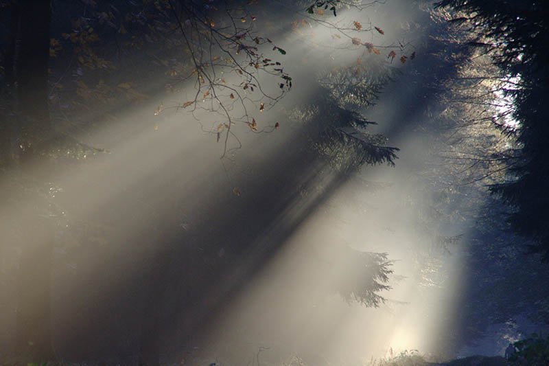 Fog in the rainforest