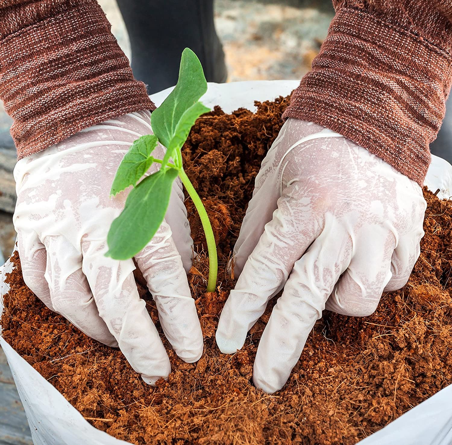 coir pots for seed starting and transplanting