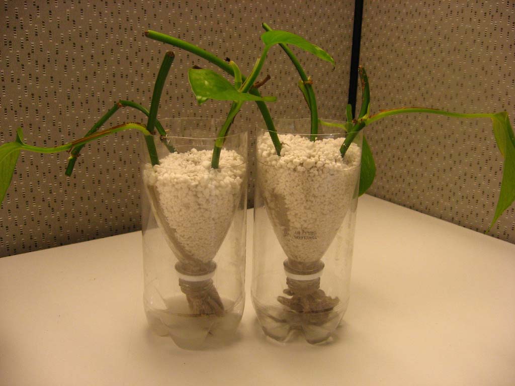 In the aquaponics system Asia-Pacific Vertical Farming Market Analysis