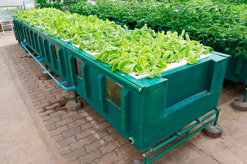 Aeroponics