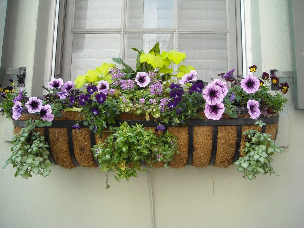 Plants in Coco Coir baskets