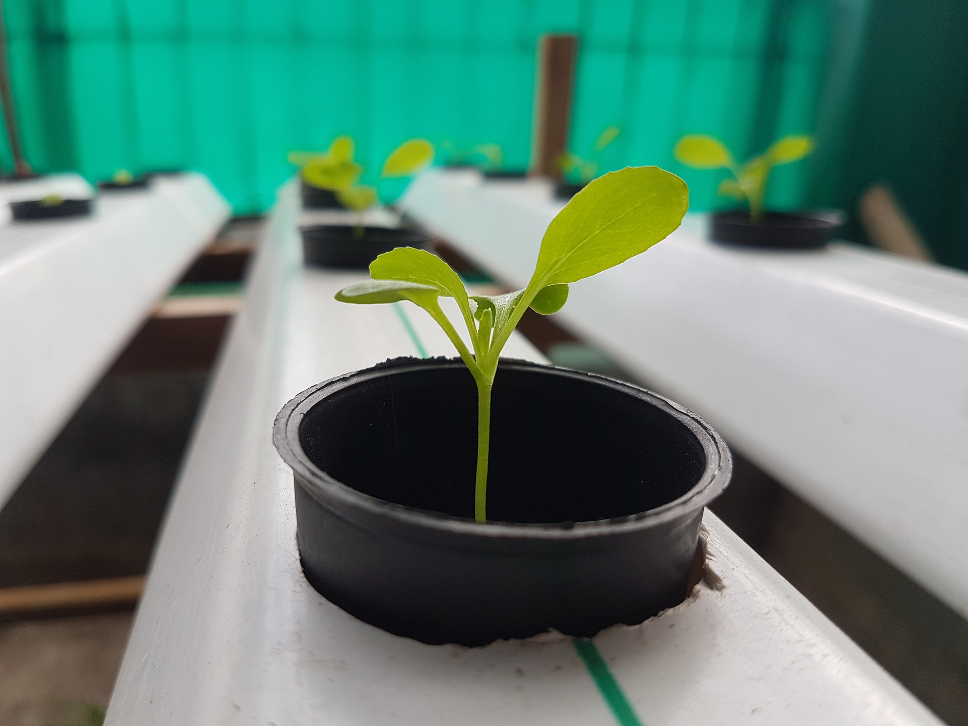 Coco coir hydroponic system