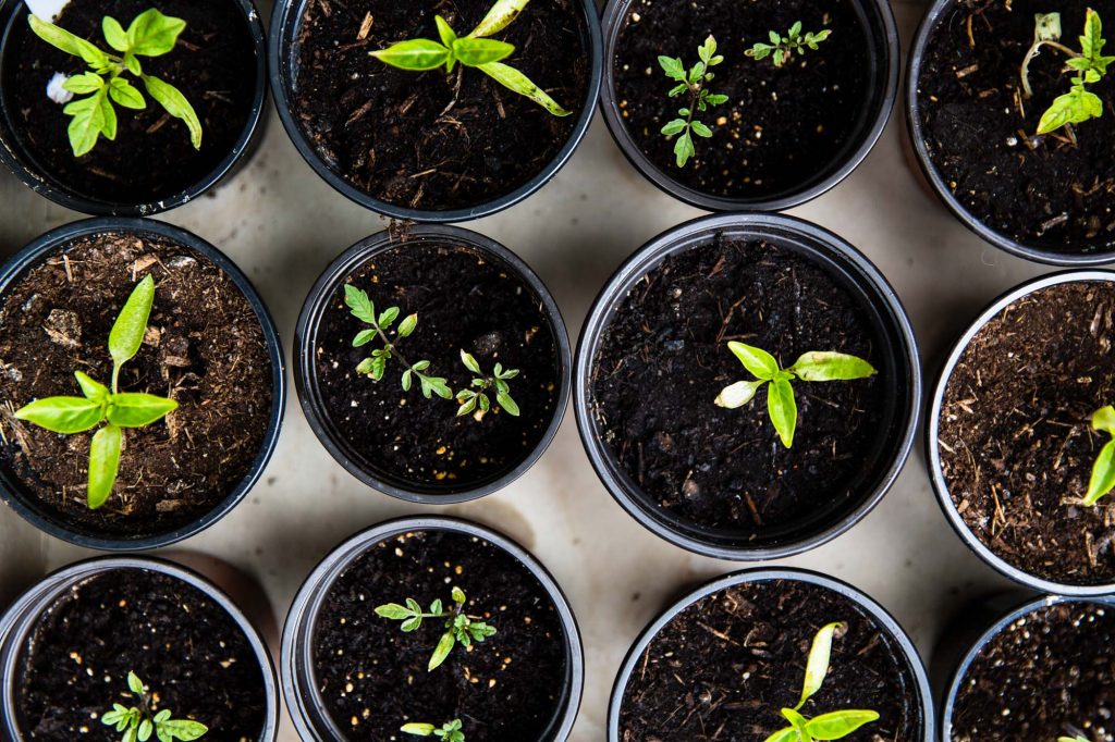 Plant seedlings