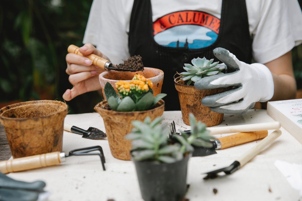 Growing Plants with Coconut Coir