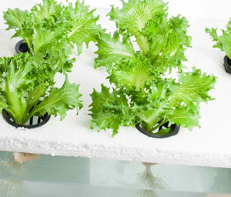 Lettuces grown with the Kratky method