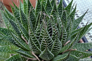 Aloès en dentelle - Aloe Aristata
