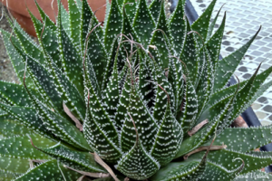 Lace Aloe - Aloe Aristata