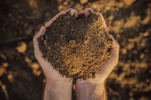 Bone meal fertilizer mixed with soil