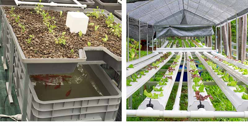 Exploring the Key Components of Aquaponics and Hydroponics