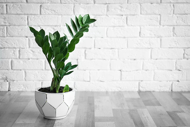 Zz Plants Buying Growing Guide Trees Com Zz Plants Buying Growing Guide Trees Com