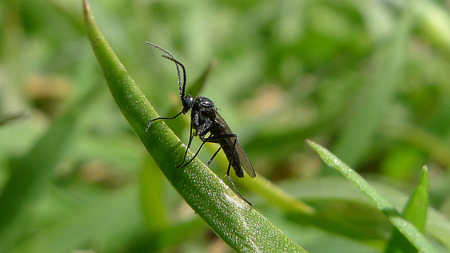 Biological Control for Fungus Gnats - Pests in the Urban Landscape