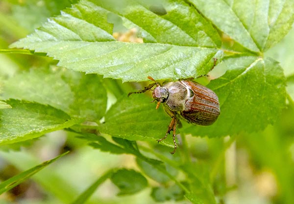 June Bug on a twig