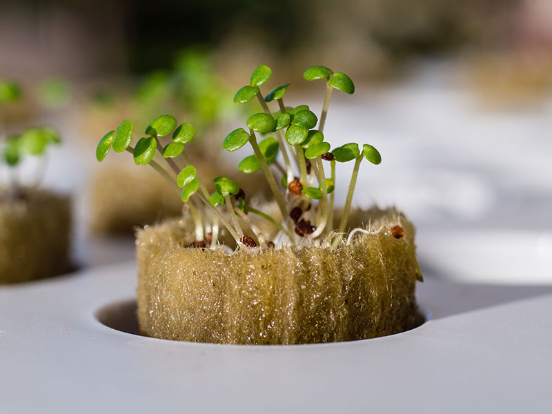 How To Start Seeds In Rockwool Cubes For Hydroponics - Bright Lane Gardens