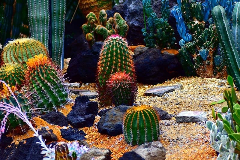 25 Beautiful Cactus Garden Ideas, Cactus Landscape Ideas