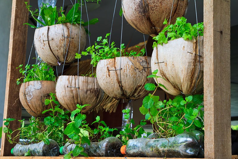 25 Incredible Vegetable Garden Ideas Trees Com