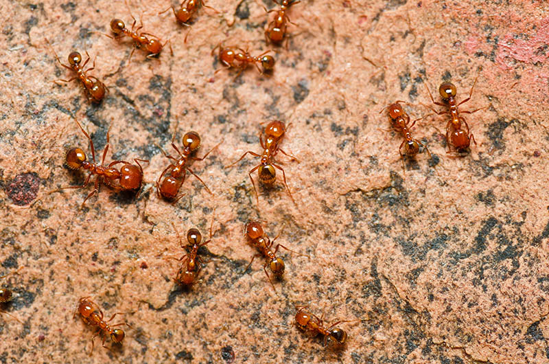 Best Ant Traps