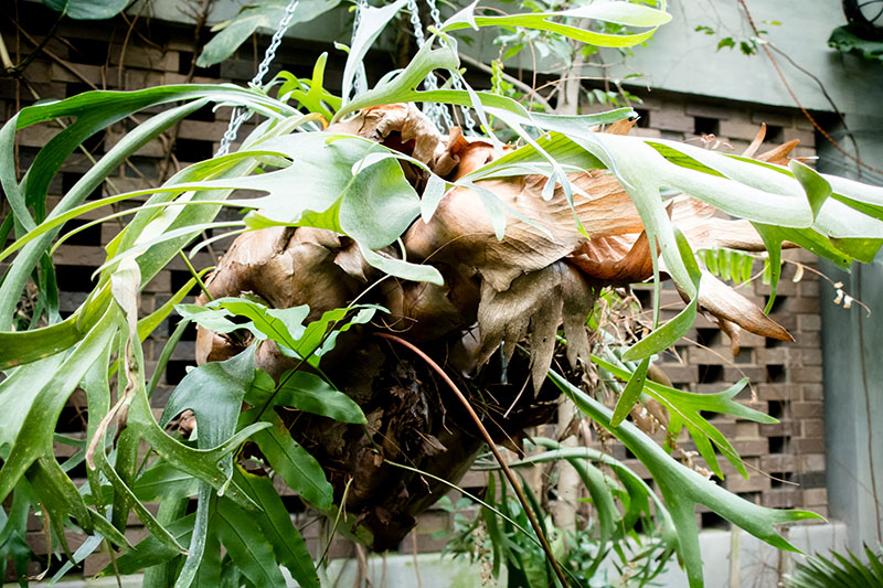 Staghorn Fern