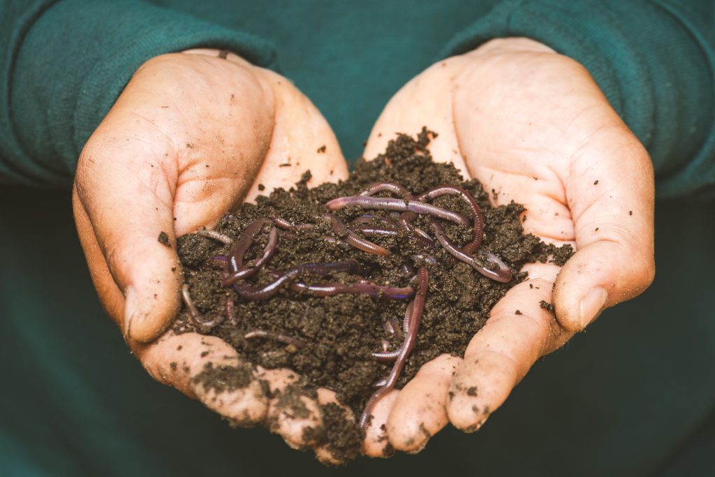 Earthworms on a persons hand