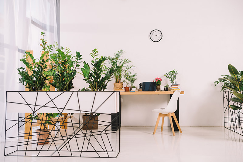 Office Plants