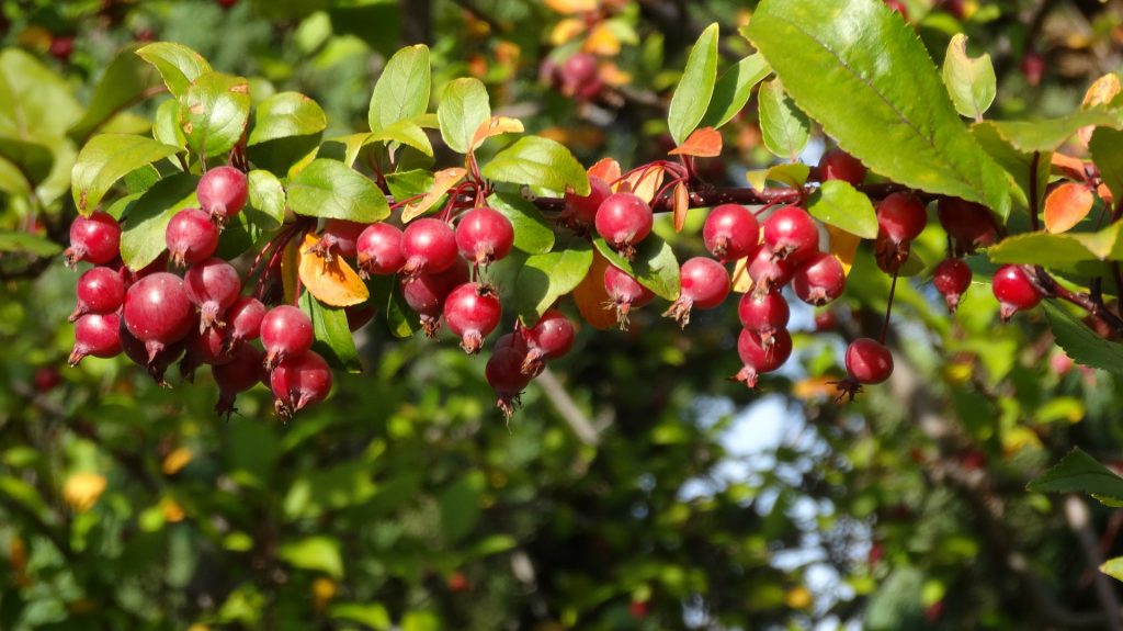 아 x robusta'빨간색 Sentinel'