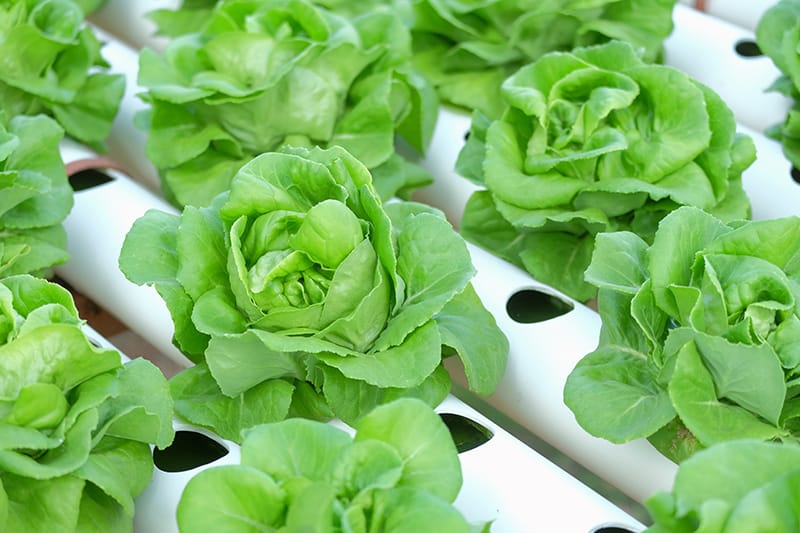 Small-scale hydroponics