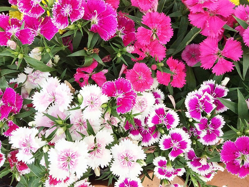 Dianthus Deltoides Maiden Pink