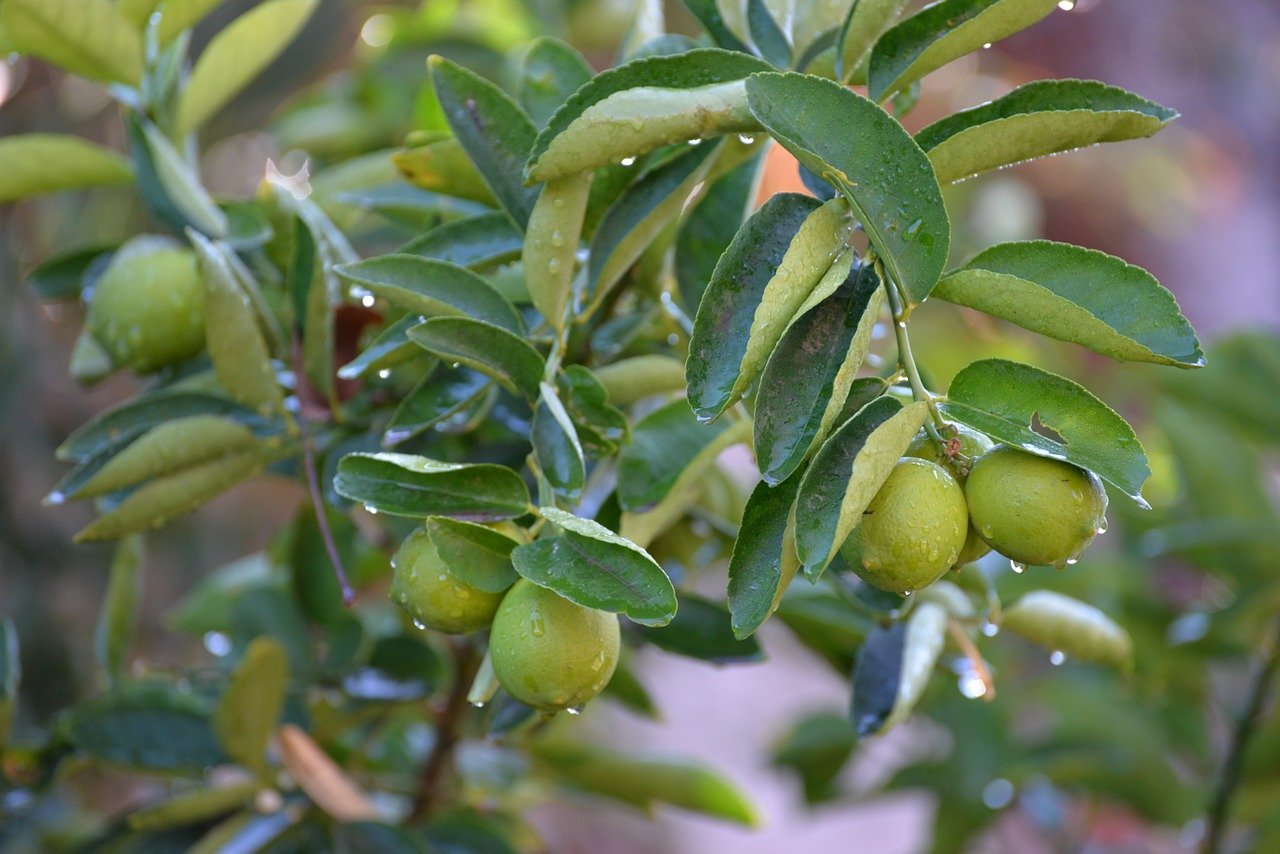 Lime Trees Buying & Growing Guide