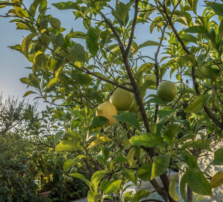 Lime Trees Buying & Growing Guide