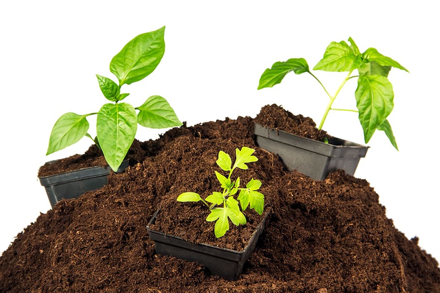 Peat moss: Growing benefits, uses, and comparison to Coco Coir