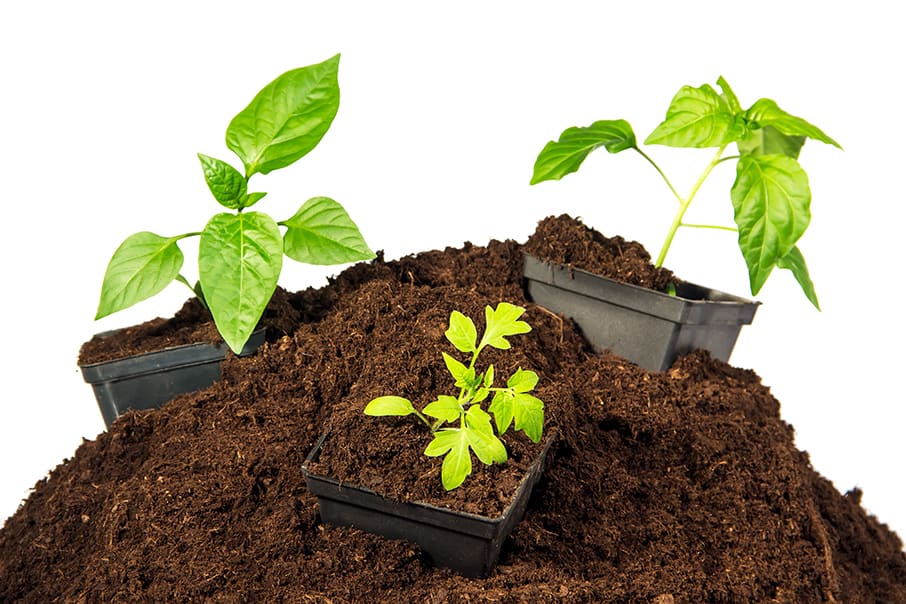 Peat Moss May Be Good For Plants, But Gardeners Should Avoid It