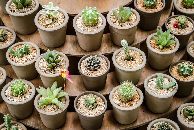 55 Types Of Succulents Cacti Growing Tips And Photos Trees Com