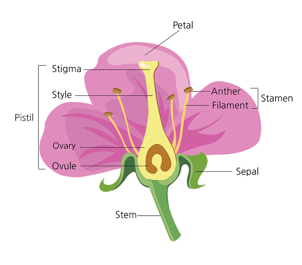 Why Do Not We See The Petals Sepals And Other Parts Of The Flower Parts Attached To The Seeds Quora