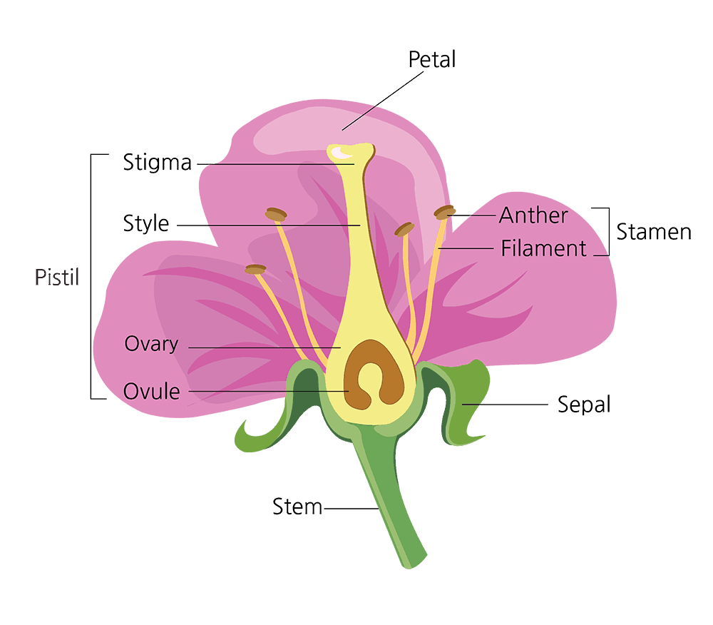 Coloring page with parts of plant. Morphology of pumpkin plant with fruit,  green leaves, root system and titles Stock Vector | Adobe Stock