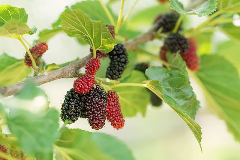 When do mulberry trees produce fruit