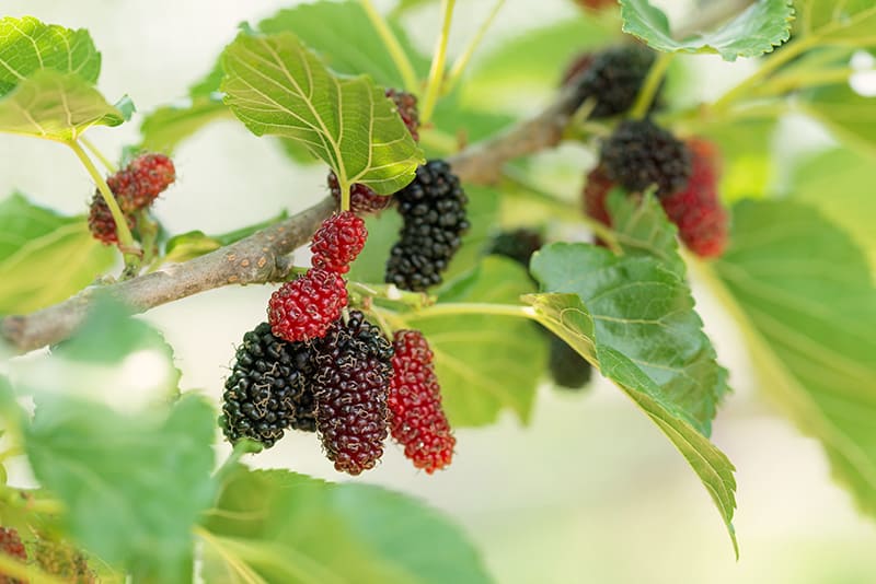 Tree With Blackberry Like Fruit : Blackberry Care Instructions : Scientifically, a berry is a fruit that grows from the ovary of a single flower.